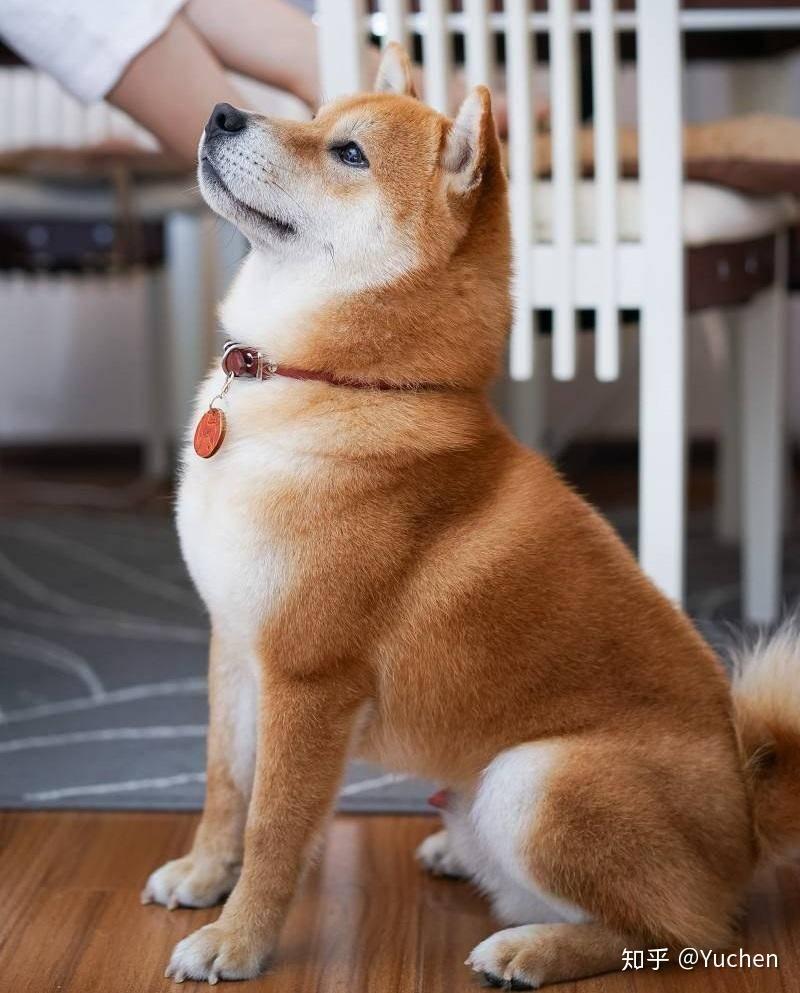 知乎知识库」— 柴犬- 知乎