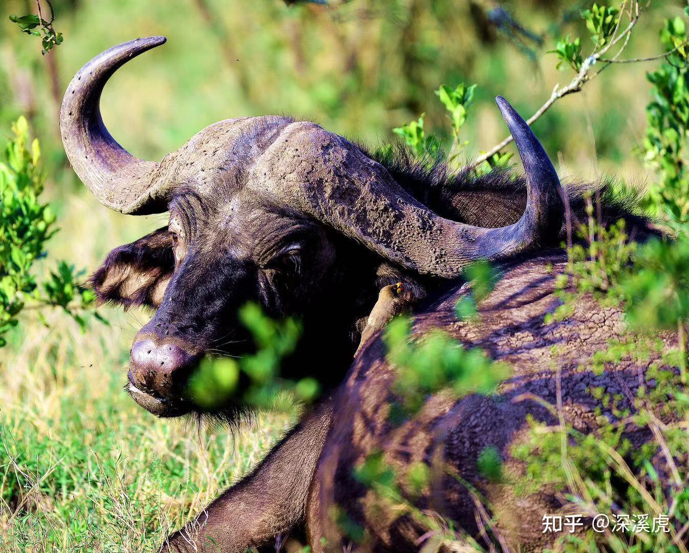 超过 8 张关于“非洲野牛”和“野牛”的免费图片 - Pixabay