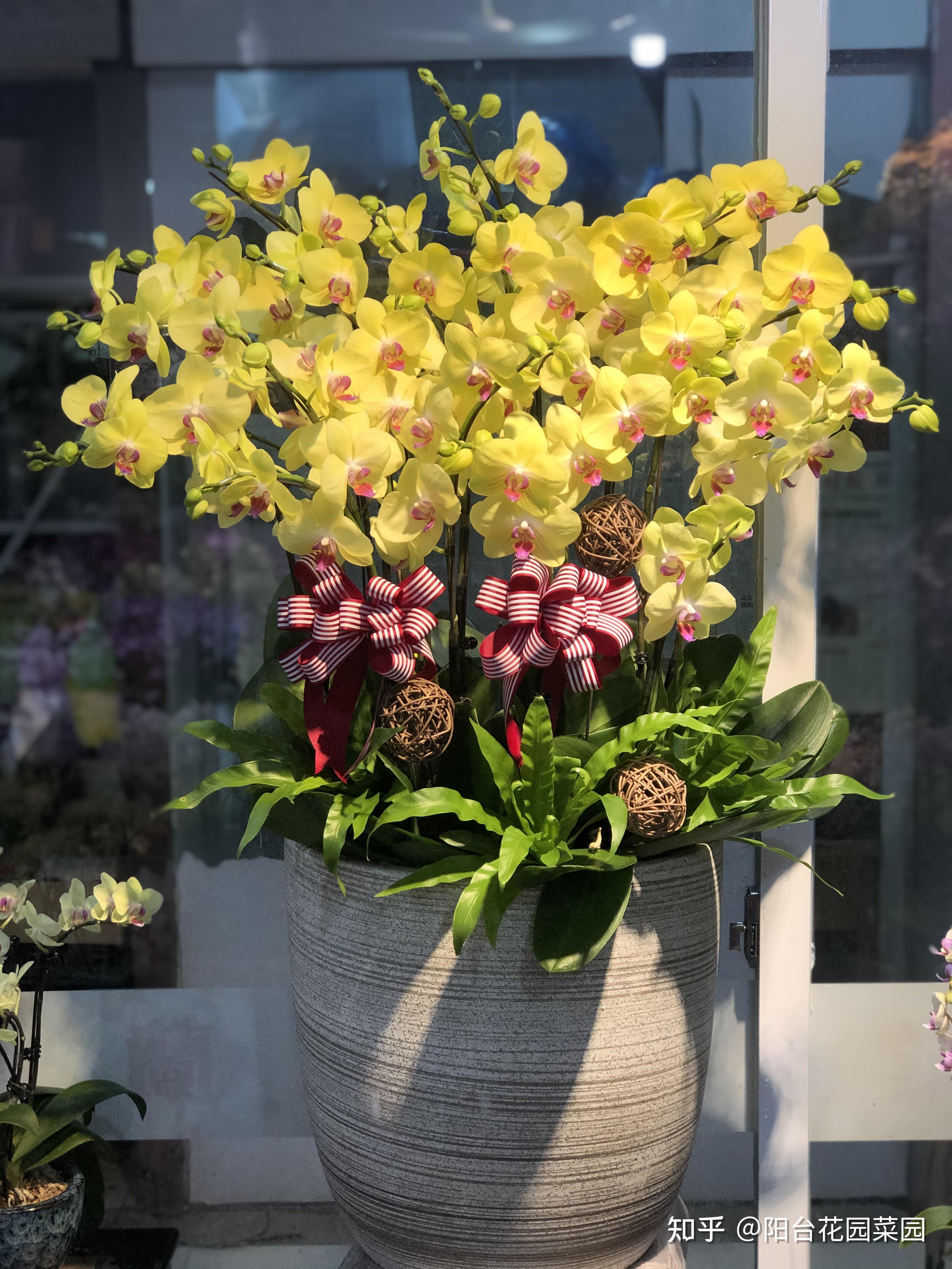 8种“贵族花”,实在太奢侈,动辄上千元,家里有矿才敢买(贵族服饰花纹)