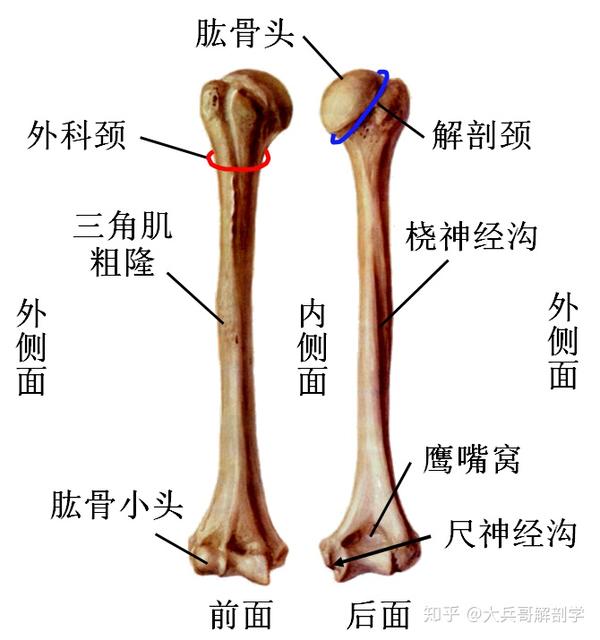 胳膊骨骼解剖图图片
