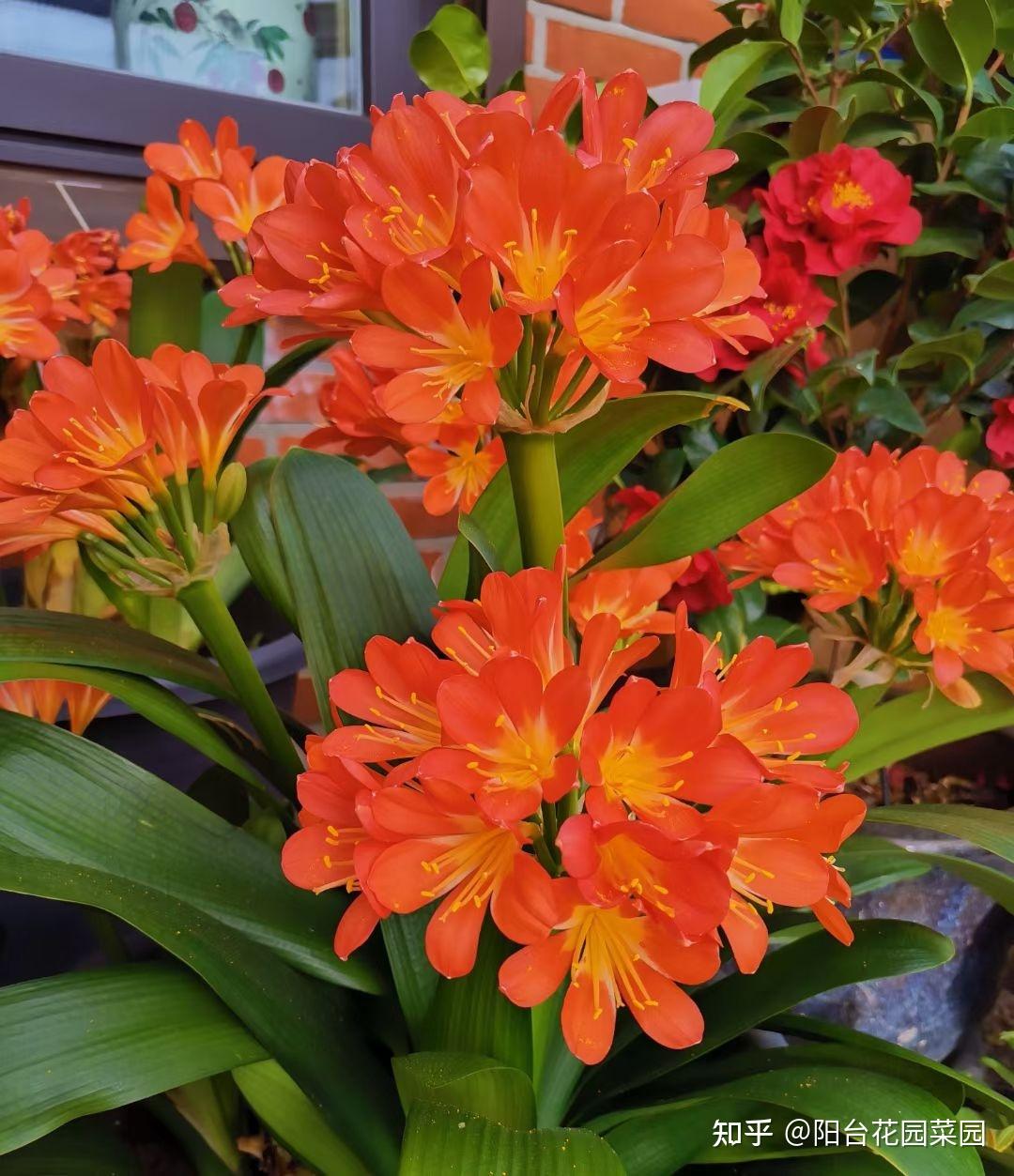 5种长寿花,天生“富贵命”,养它几十年,就是“传世宝”(名贵长寿花)