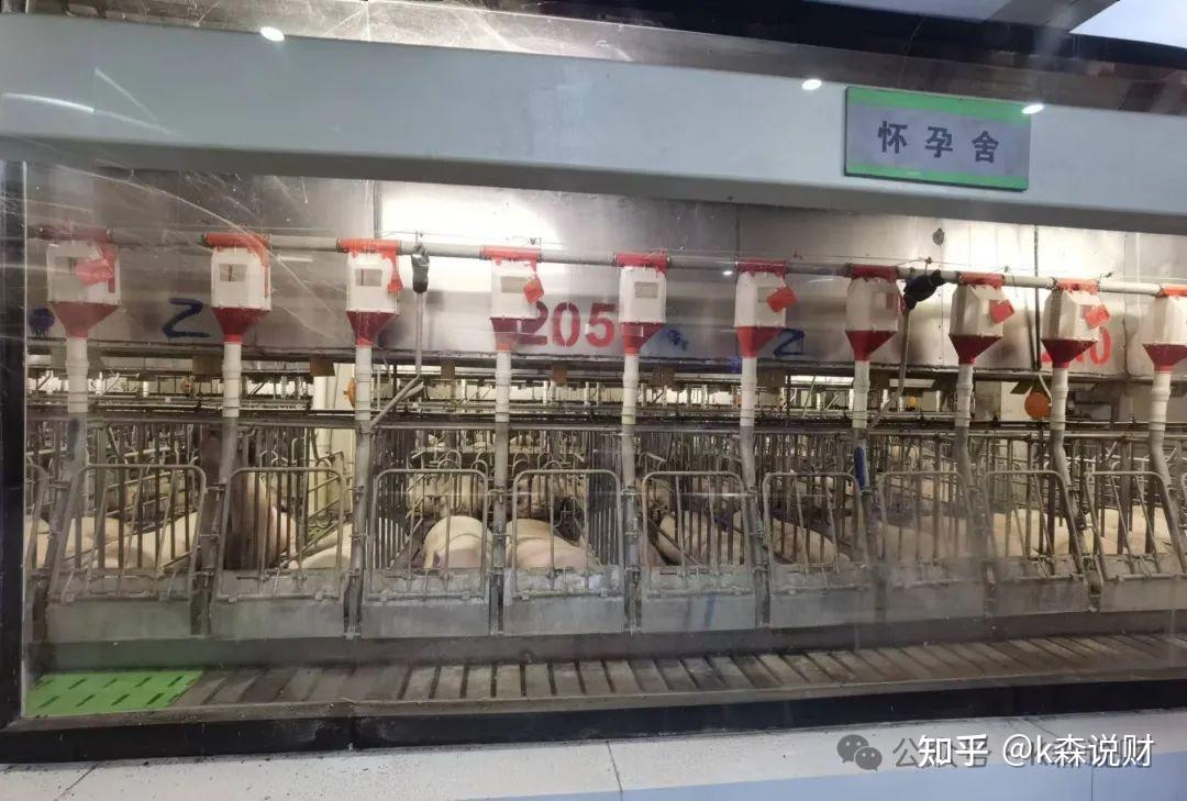 年薪70万，让你去养猪，你愿意吗？ - 知乎