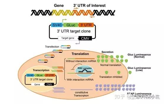 miRNA荧光素酶实验完全攻略