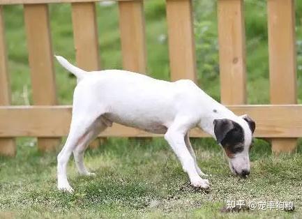 太仓小猎犬的6大优点,怪不得养过的人,都不想换狗了 - 知乎