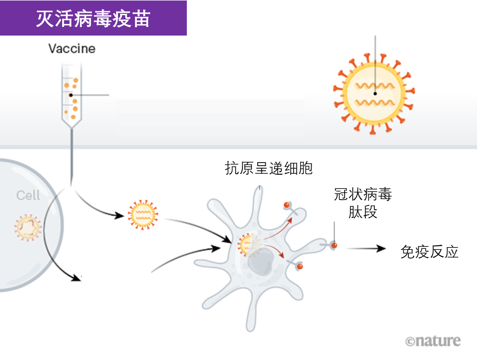 具有更全面的保護作用,技術體系非常成熟研發速度快;技術路線