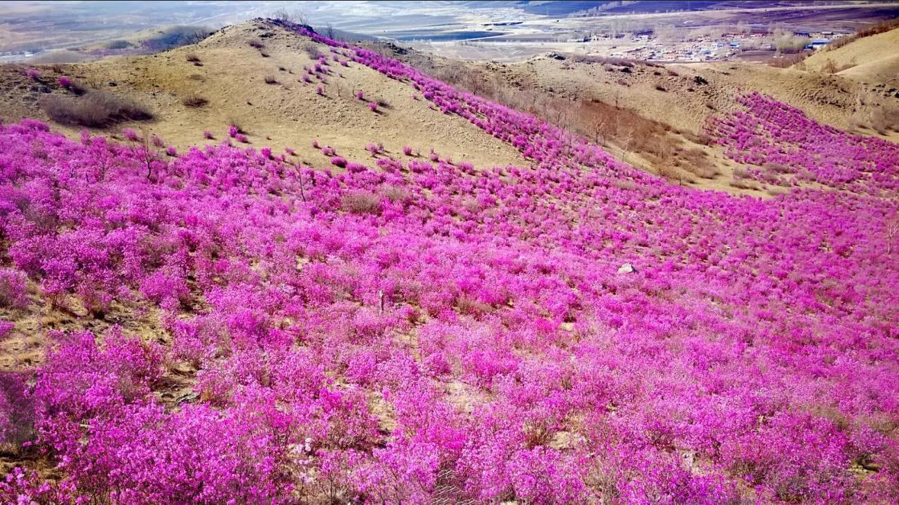 兴安杜鹃赏花攻略东北杜鹃花开欣赏五彩斑斓的春天附赏花地图