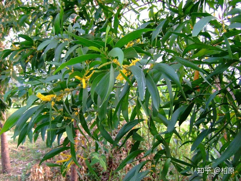 一叶菩提相思红豆节选第一