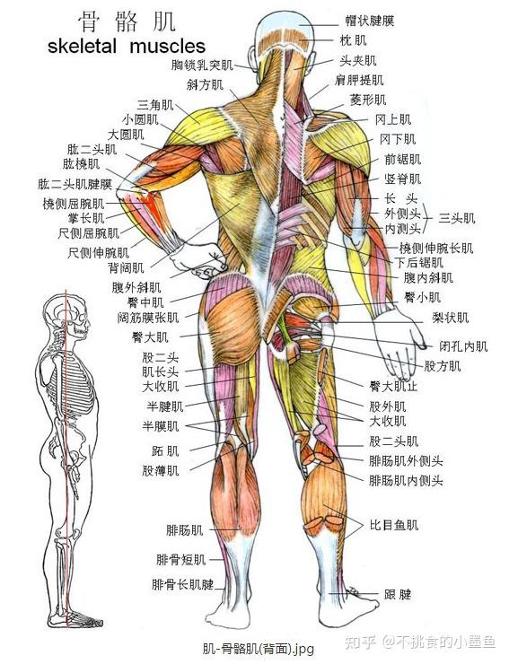 真实人体解剖学图解图片