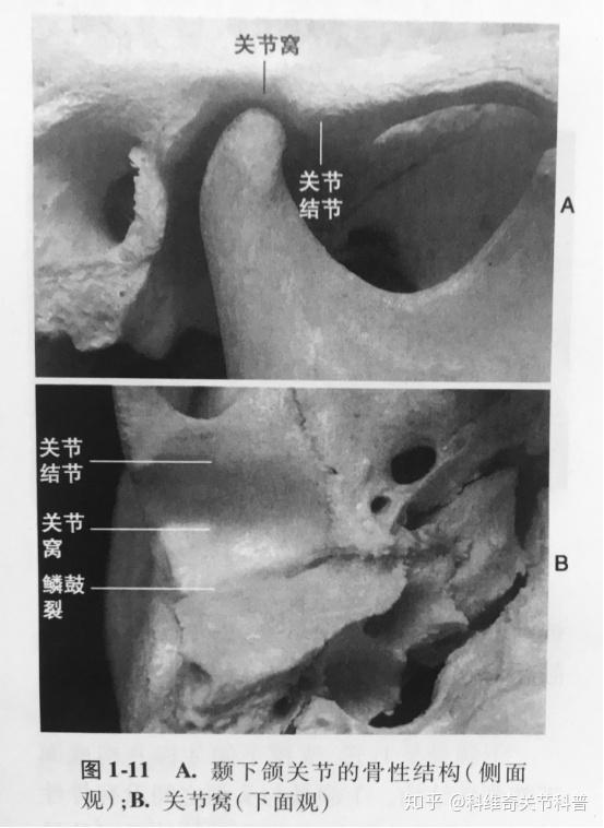 颞下颌关节紊乱之咀嚼系统的功能解剖——骨骼