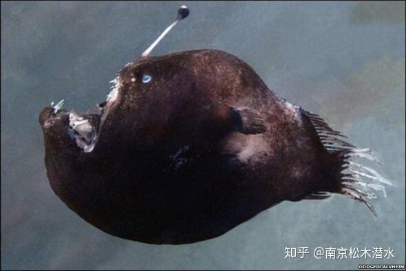 深海琵琶鱼是人类已知的最迷人而且最奇特的海洋生物之一,生活在1,000米深的水下。 - 知乎