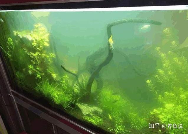 鱼缸水质浑浊的正确操作,看你有没有不懂瞎搞,换水是最错误操作 - 知乎