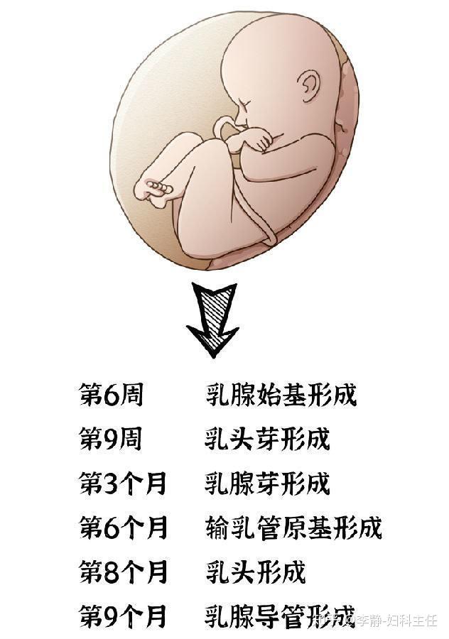 01胚胎时期女生胸部发育可以分为四个阶段乳头和乳晕变色它们能使乳腺