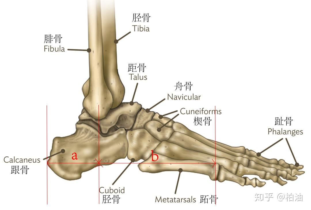 脚脖子骨骼结构图图片