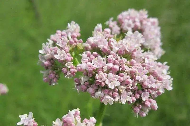 猫咪会对猫薄荷上瘾吗经常吸有什么危害