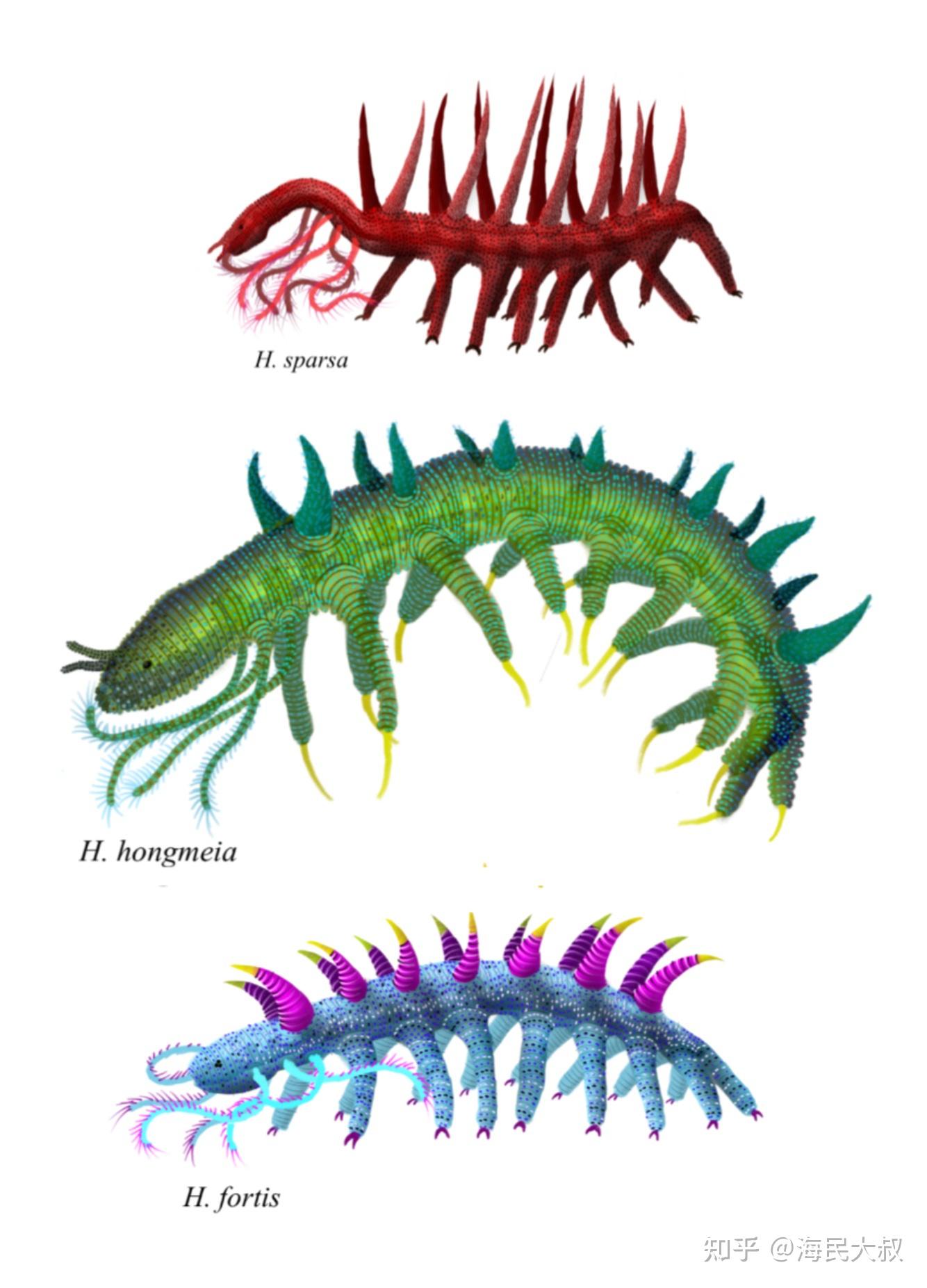 帚刺奇虾图片