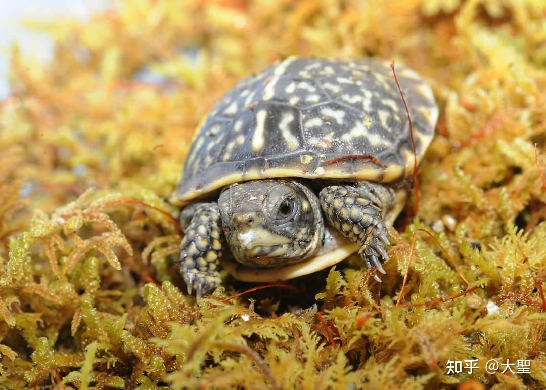 锦箱龟外型小巧花纹艳丽互动性强