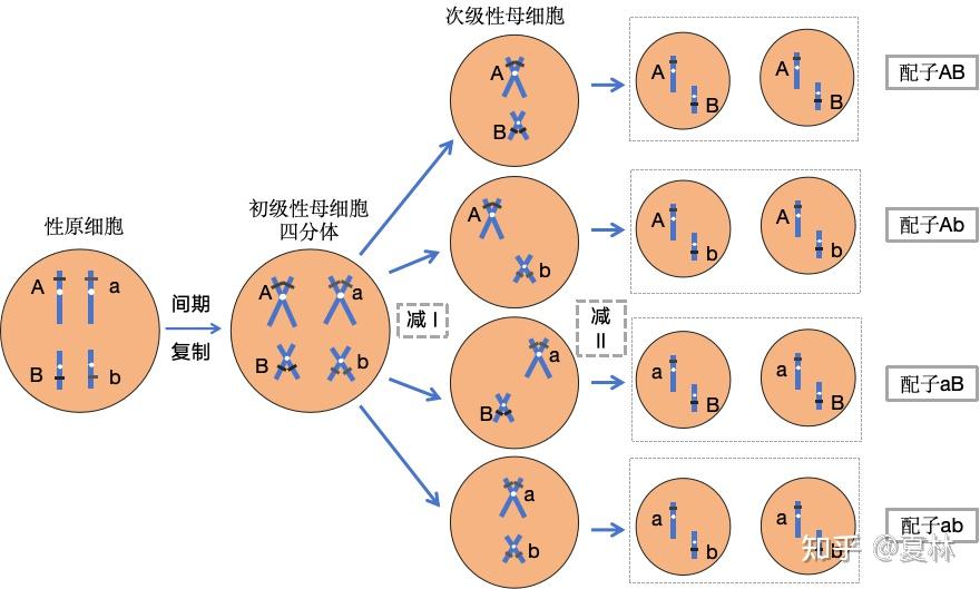 一对等位基因图片