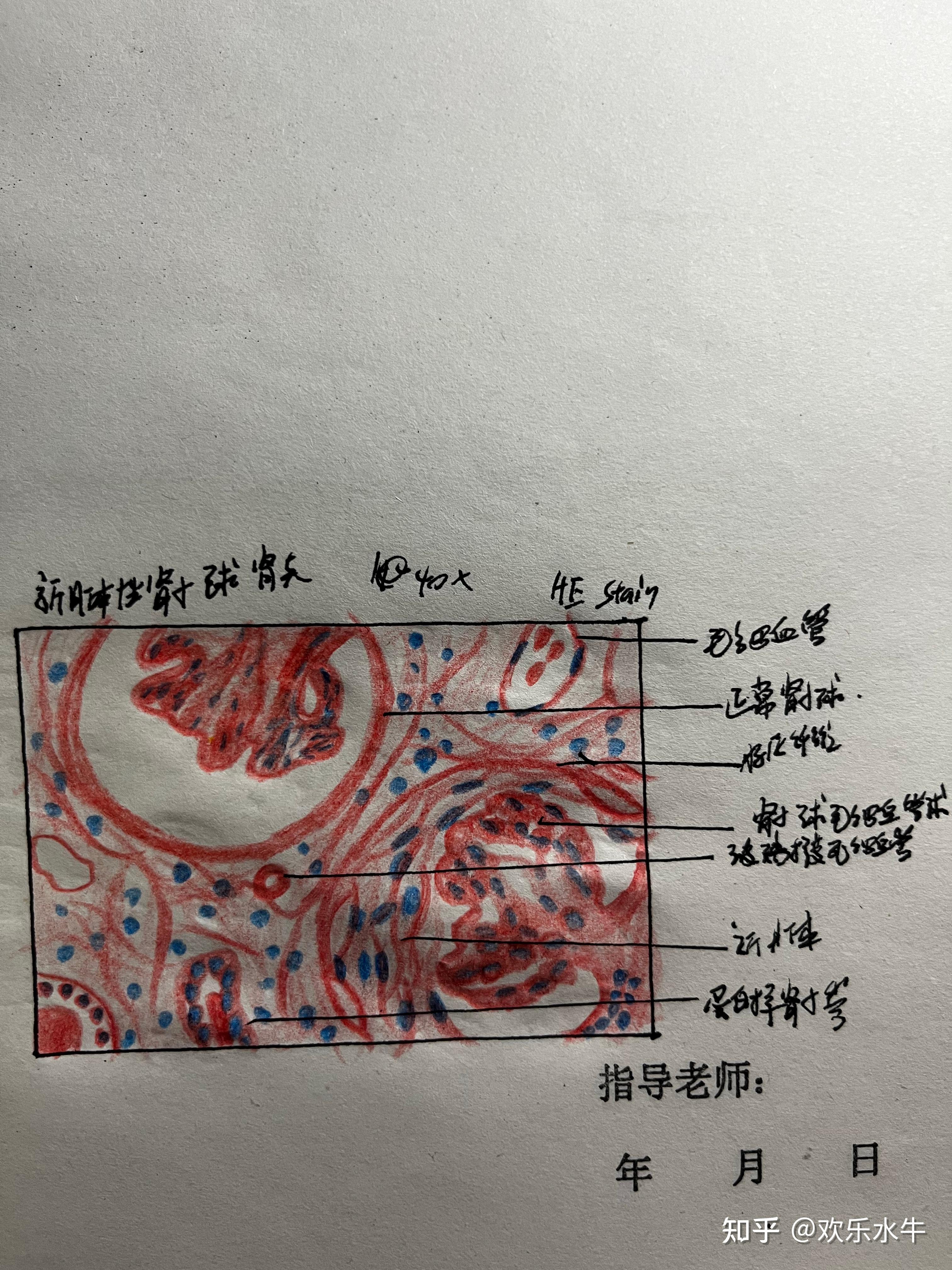 病理手繪切片捏