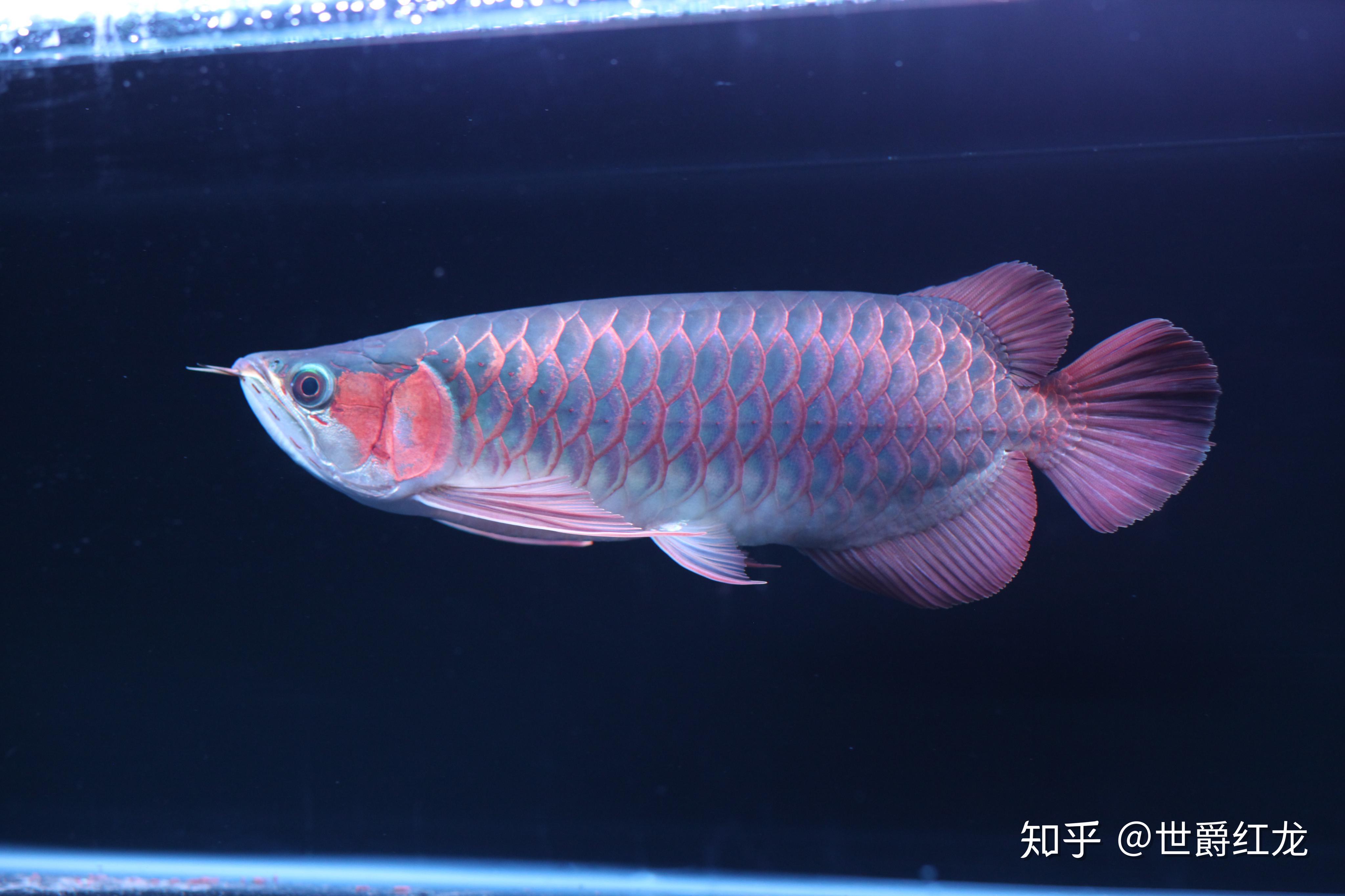 鱼跃龙门——红龙鱼饲养指南 - 知乎