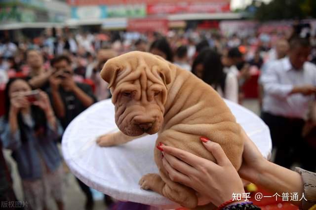 巴哥犬与沙皮狗的区别有哪些?看过你就懂!
