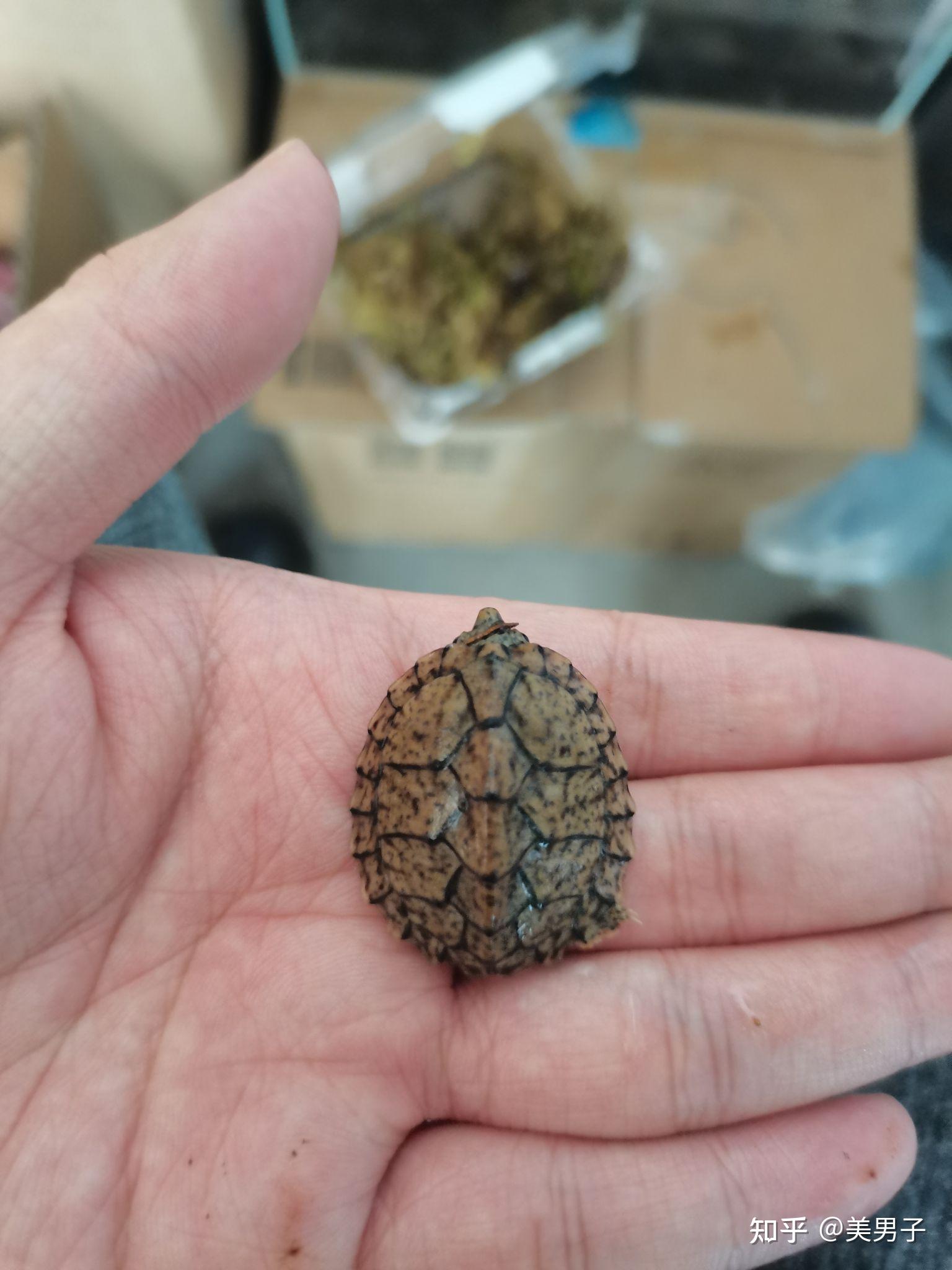 记录剃刀龟苗的饲养