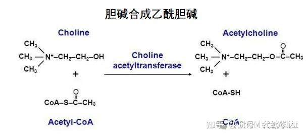 代谢学人——Cell Metabolism：胆碱转运供碳新，线粒体中贯通循 - 知乎