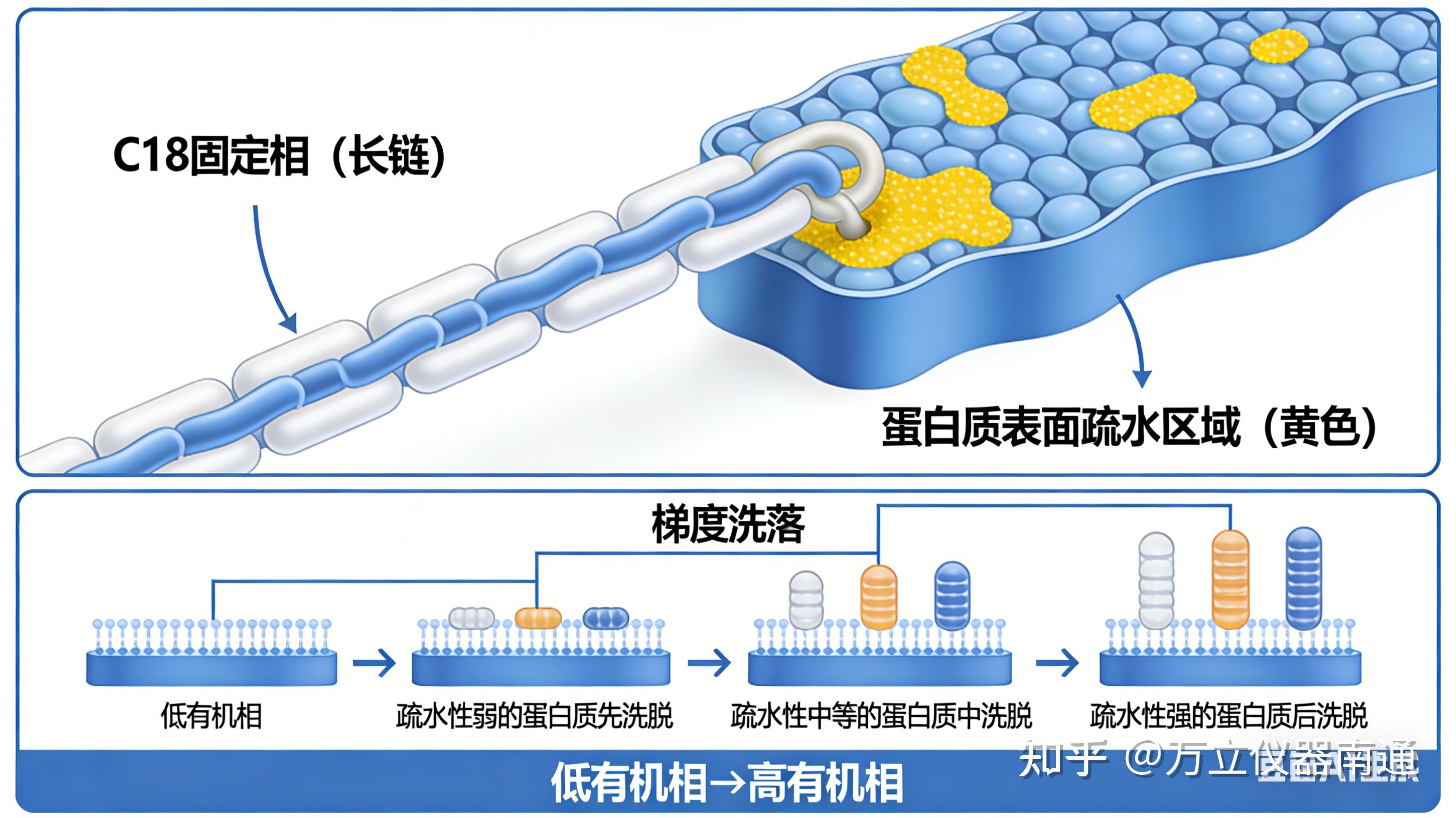 普通C18柱能否分离蛋白质? - 知乎