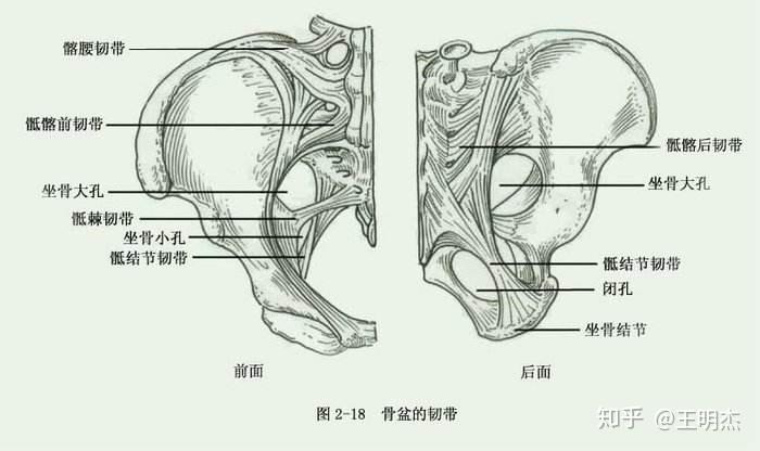 骶髂后韧带图片