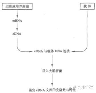 生物化学高频考点(五十一)之基因的分离、合成和测序内容及思维导图 - 知乎