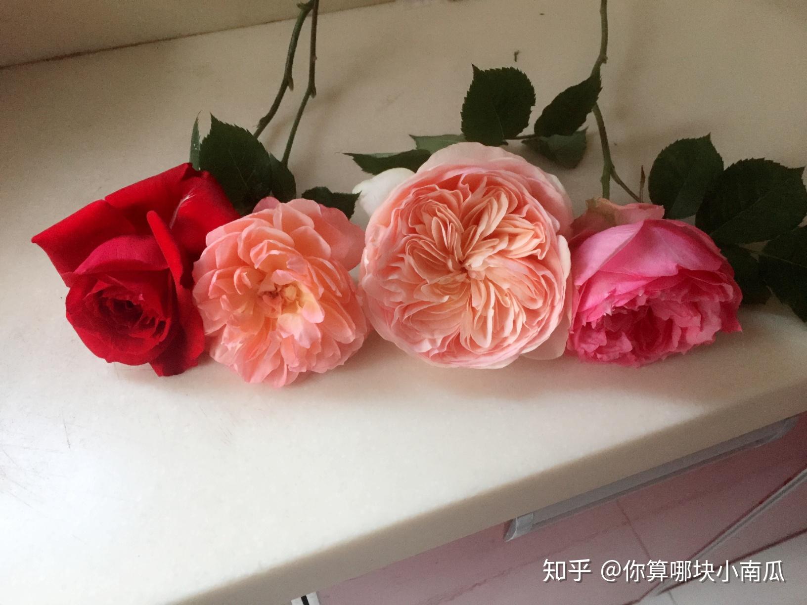 大地主粉色:娜荷马,美声唱法杏色:亚伯拉罕达比桃红色:莫利纳尔粉白