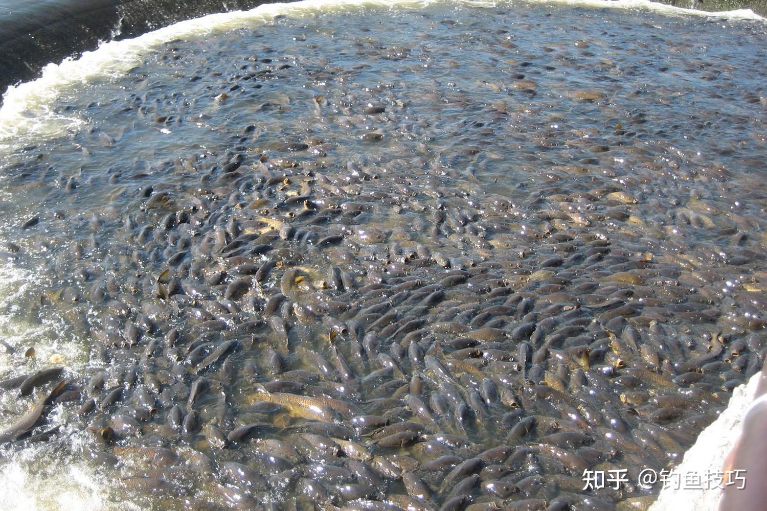 钓鱼时如何打窝才能聚鱼多能够让鱼群快速聚集的物质