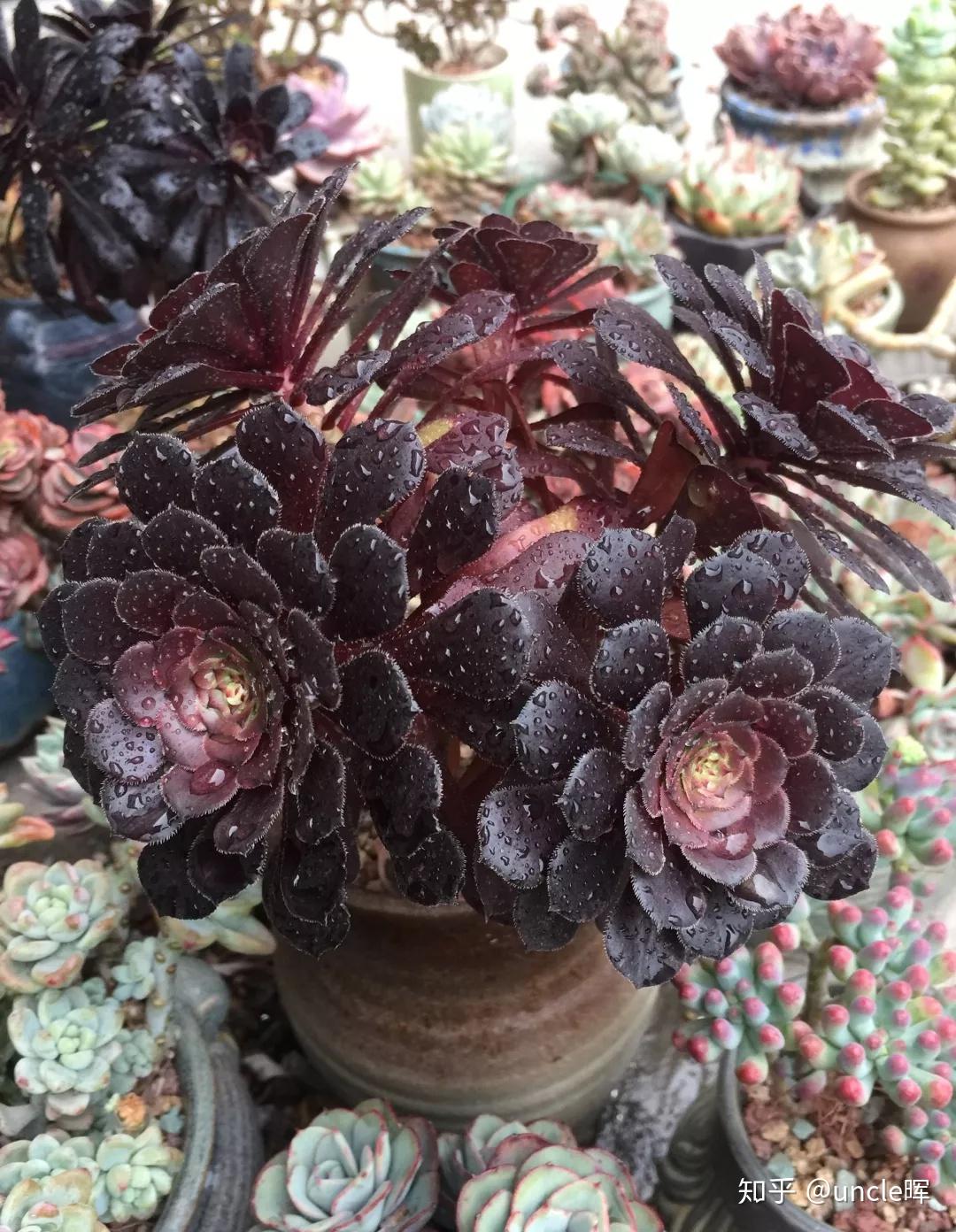 品种控看过来:最全多肉法师合集(上)