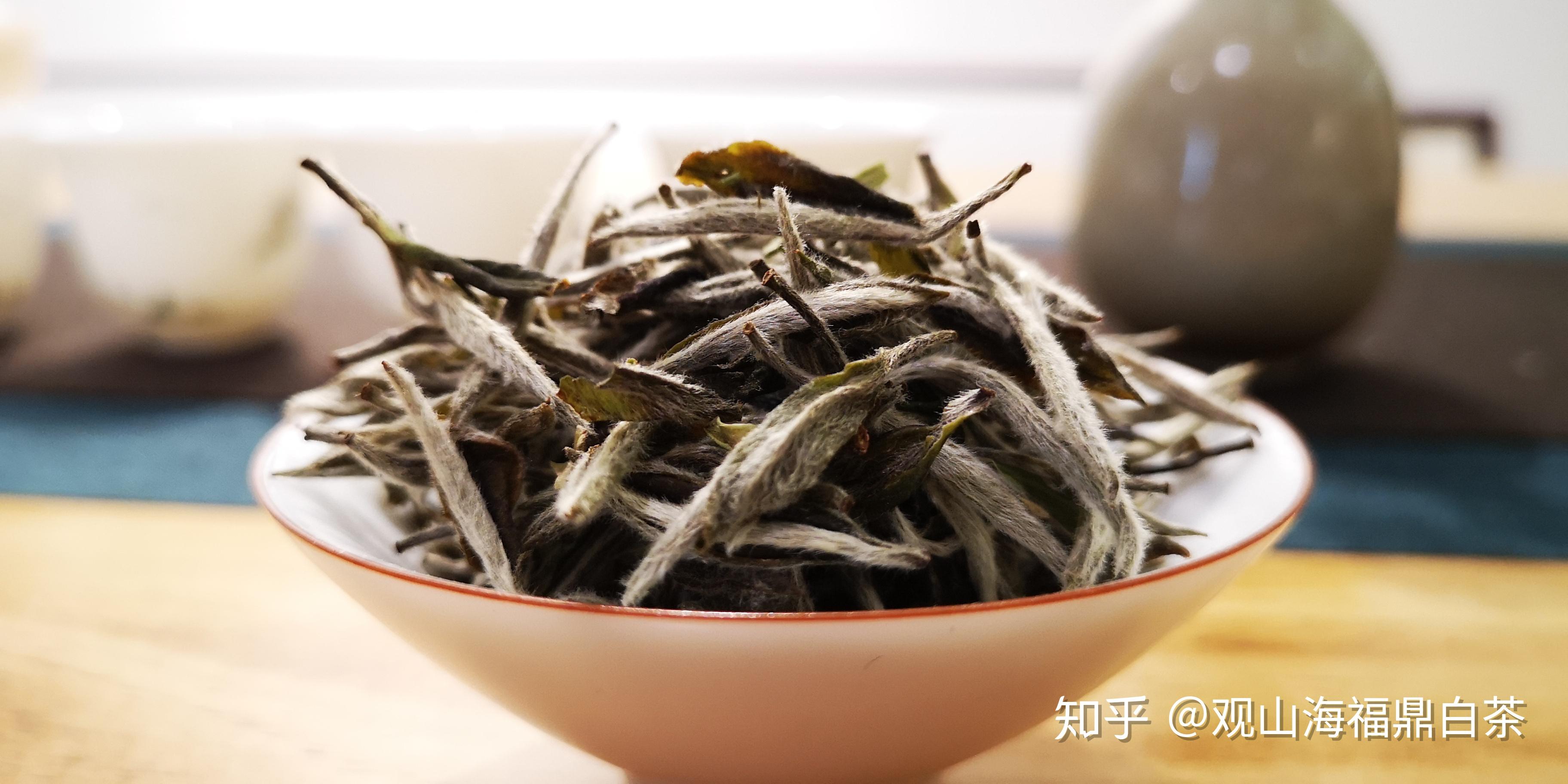 福建白茶和福鼎白茶