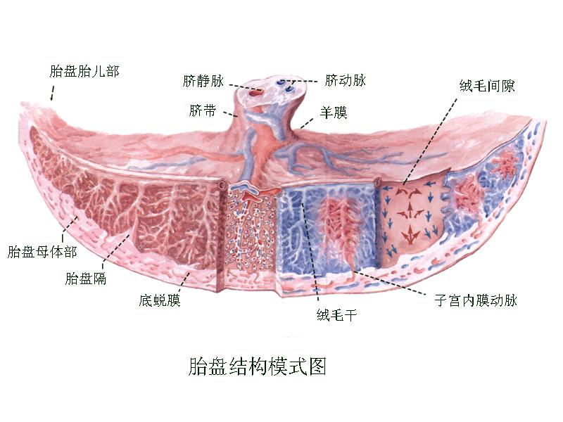 却让她对药物有了新的认识胎盘屏障是胎盘绒毛组织与子宫血窦间的屏障