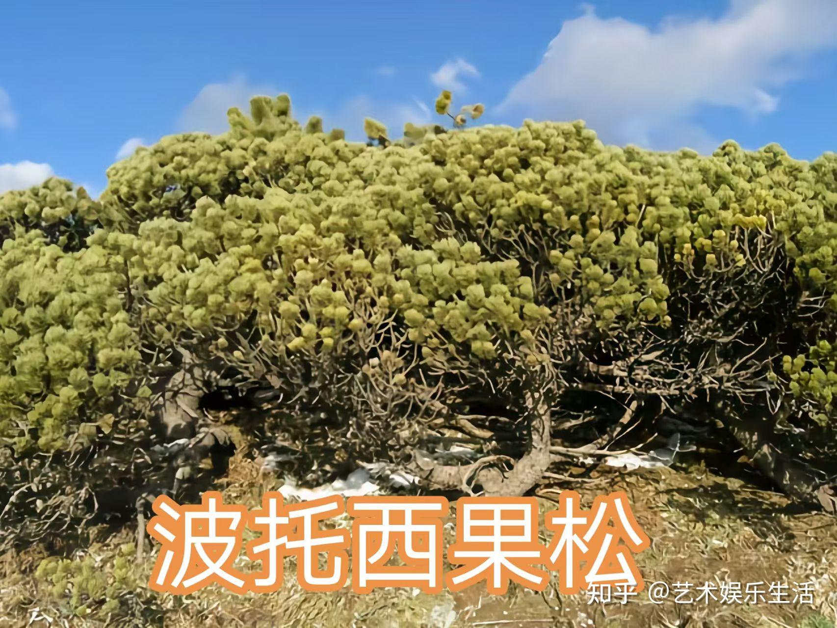 215种松科植物,最长寿的狐尾松已经活了4800岁 - 知乎