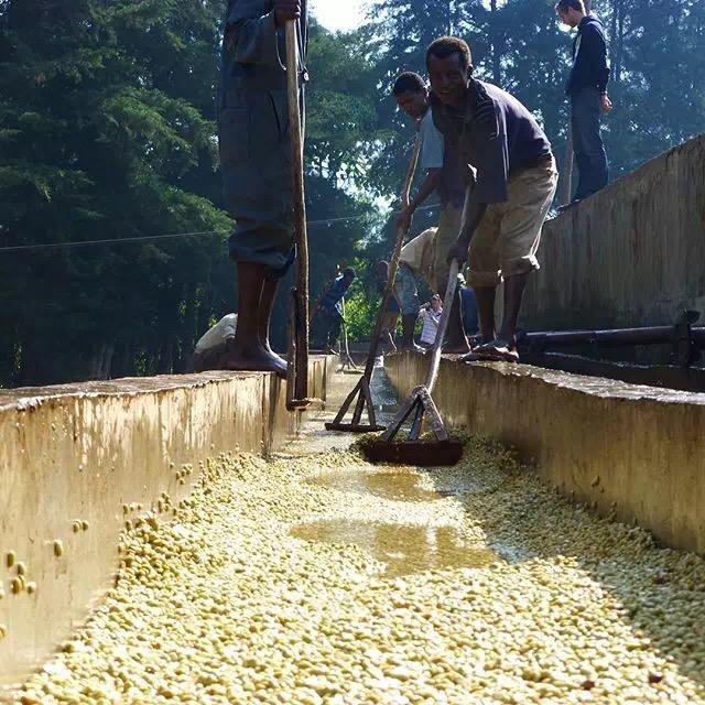 咖啡处理法-水洗法washed