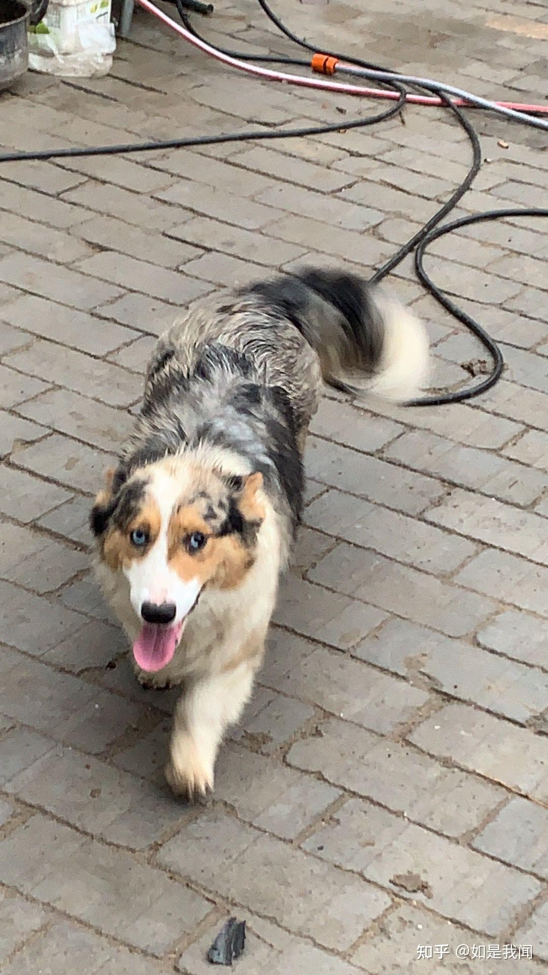 有人养过边牧和柯基的混血吗