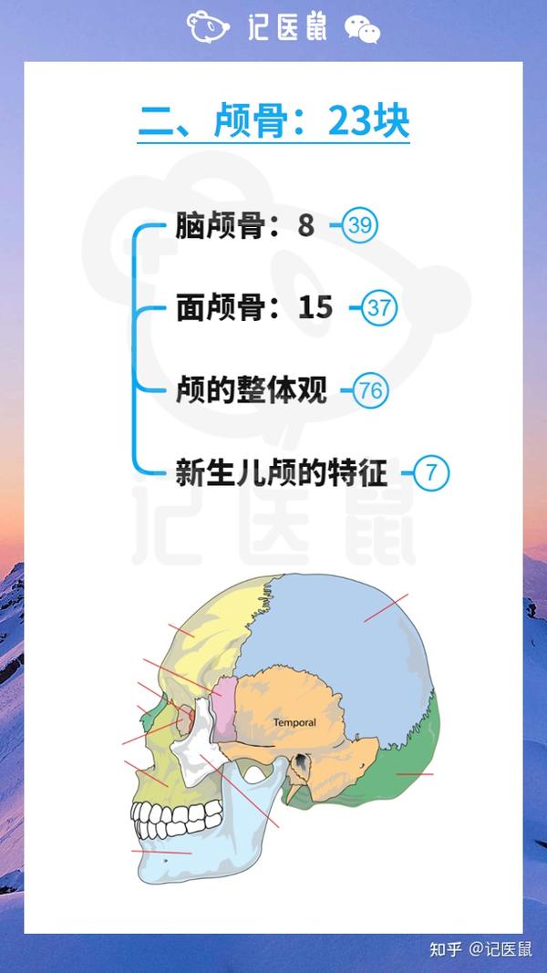 解剖轻松记 5 颅骨-1 - 知乎