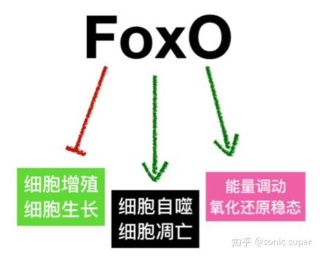 长寿基因科普长寿老人的密钥foxo转录因子下