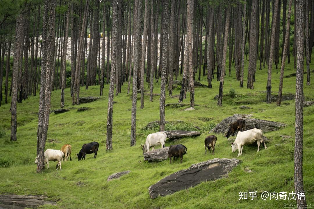 肉奇科普 | 婆罗门牛,传说中的印度神牛