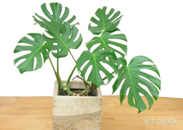 龟背竹怎么浇水用什么水 v2-e8c8251e256f91f85f7f3a61fc6fcc9e_r.jpg