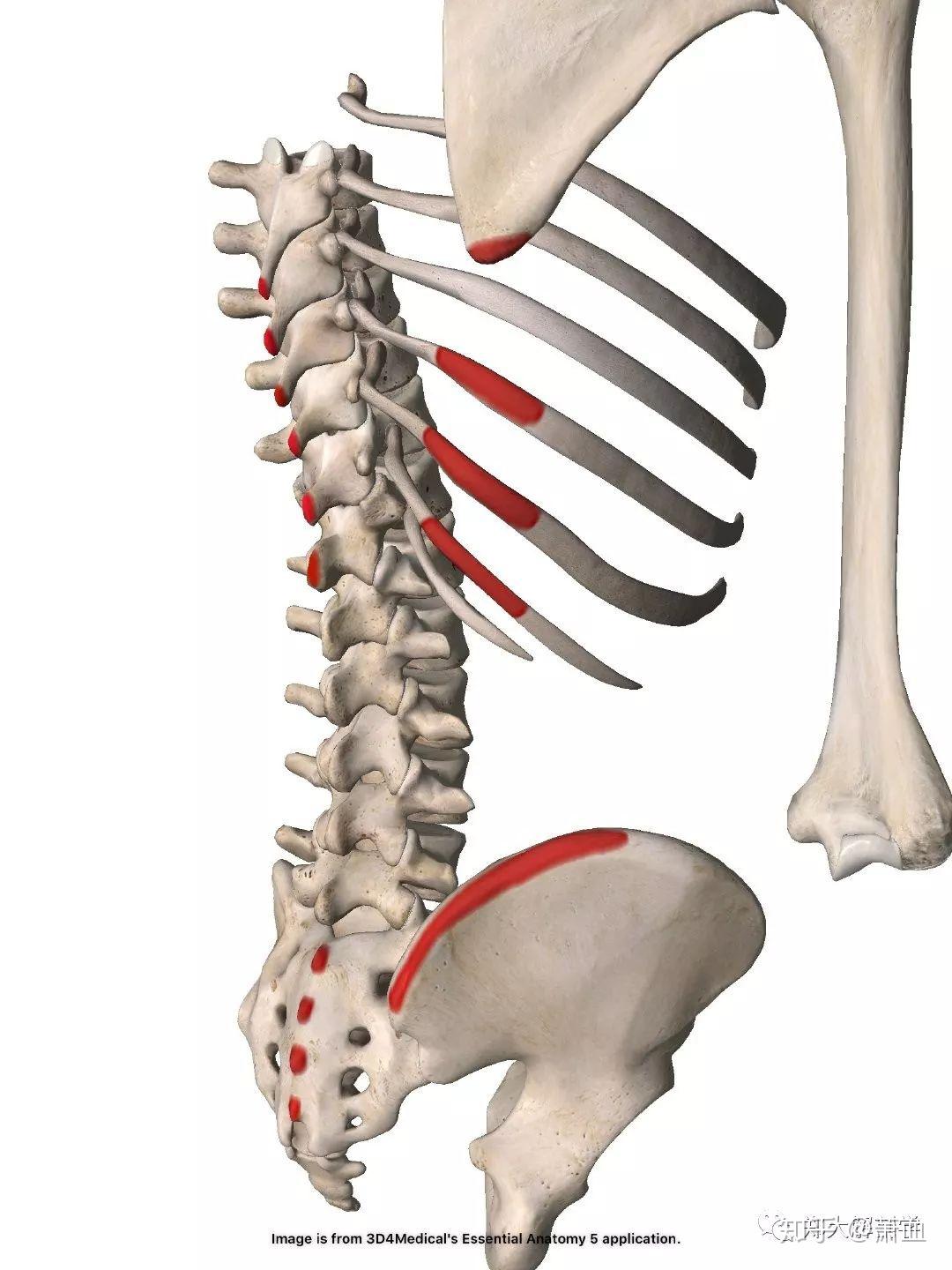 第七胸椎～第五腰椎棘突髂嵴後部骶骨後面(藉助胸腰腱膜)下3~4對肋骨