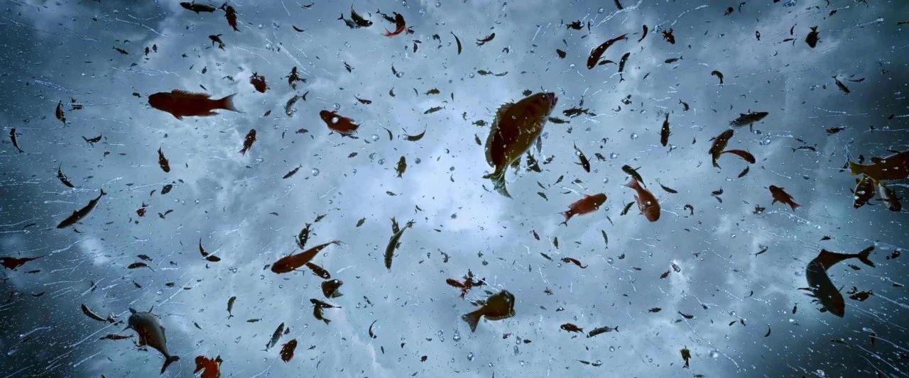 天降动物雨可能是个比水怪更离奇的都市传说 - 知乎