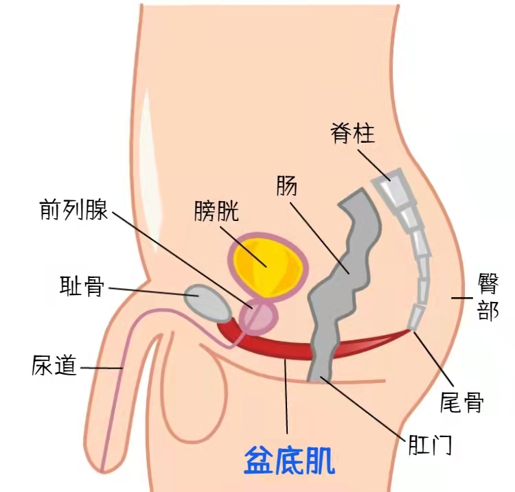 男性盆底肌有多重要?超乎你想象