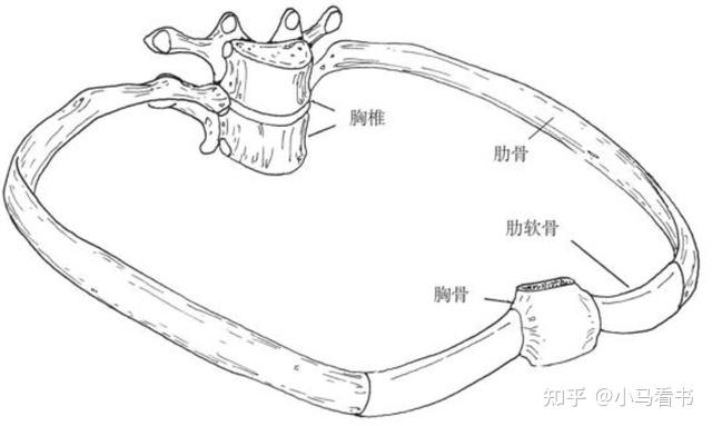 01 呼吸相關的骨骼(重點介紹胸廓部位)