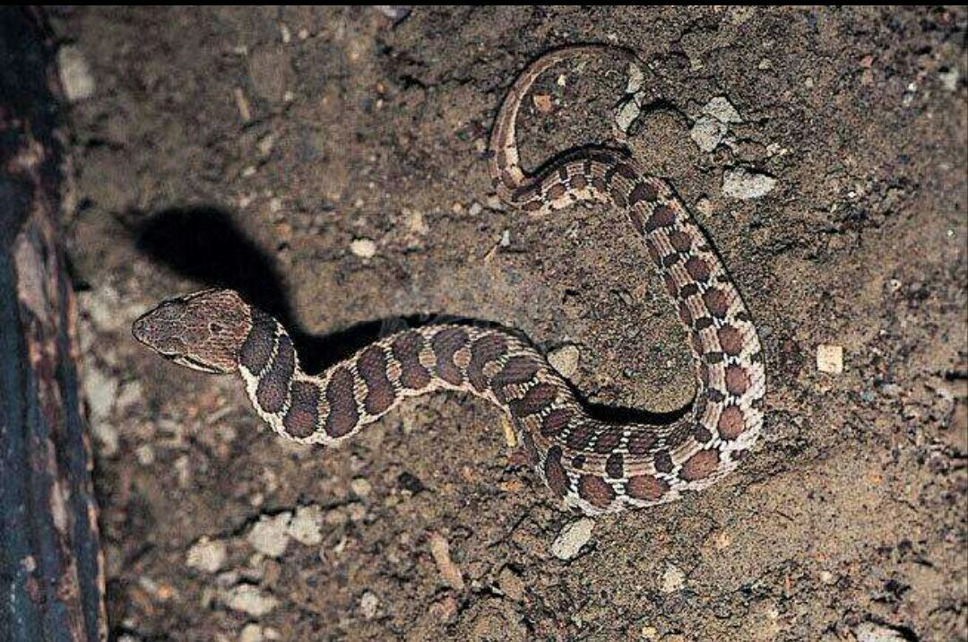 毒蛇常见图片