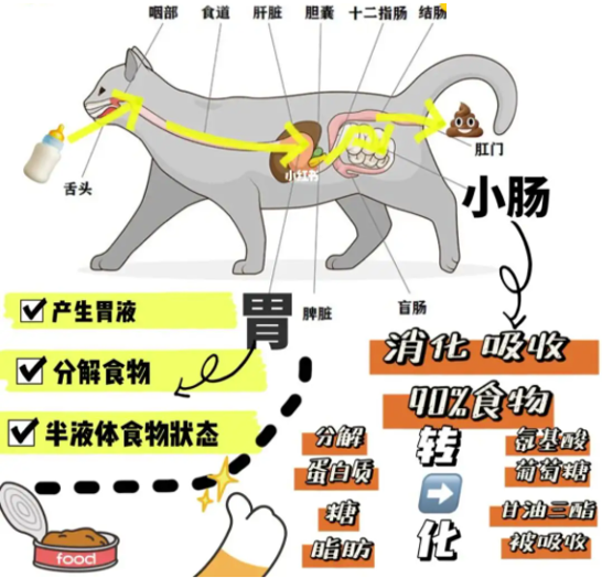 老年猫咪应该如何喂养?一篇老龄猫咪饮食结构解析,让猫咪健康度过老龄期!