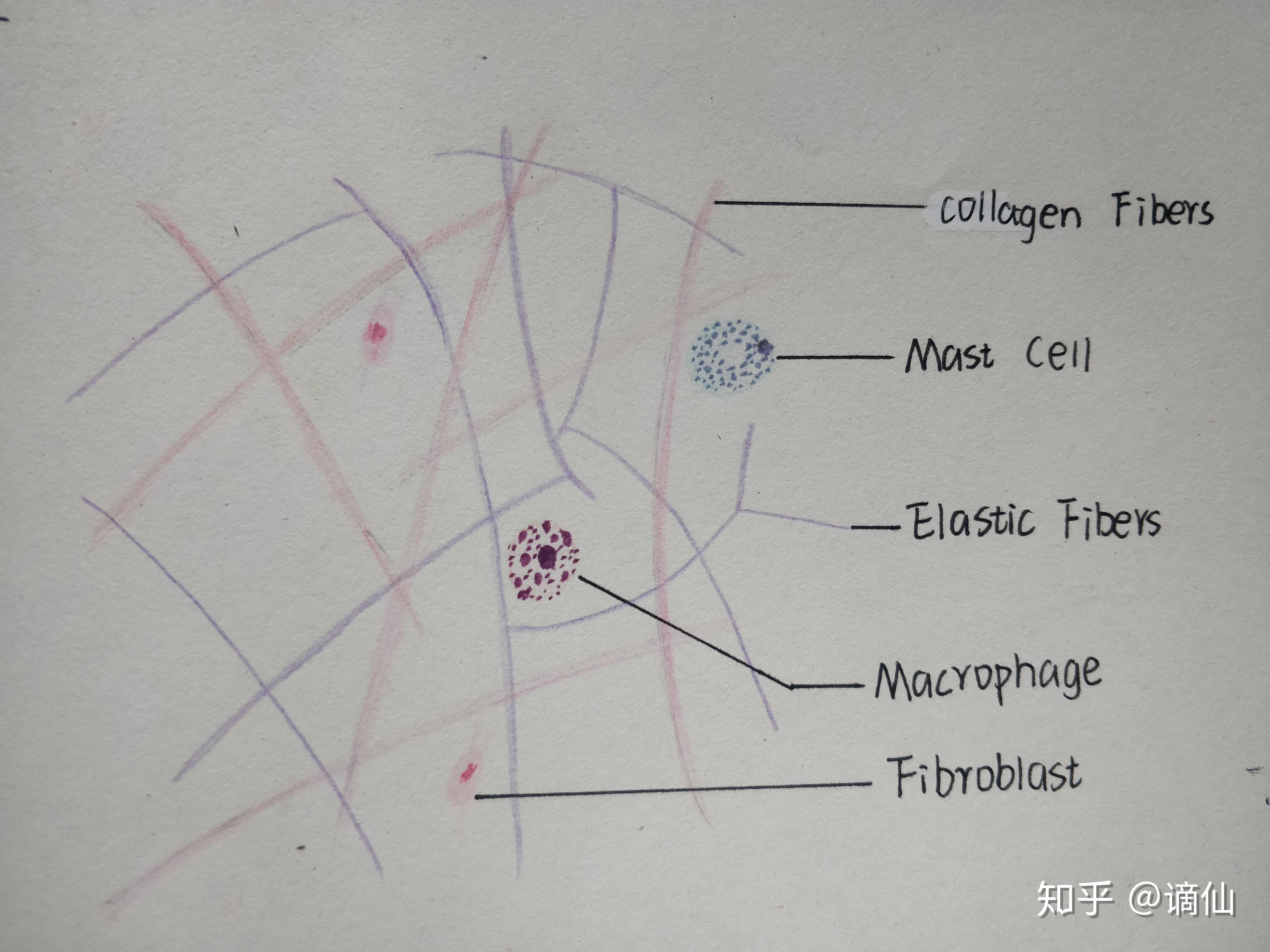 上皮组织图片手绘作业图片