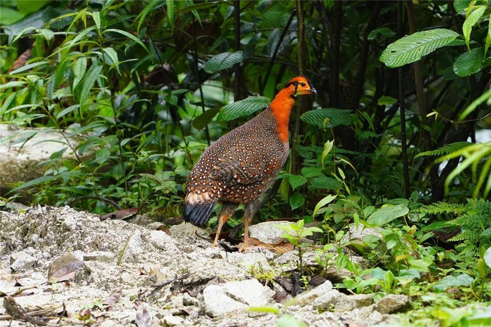 我科学家首次拍到野生灰腹角雉