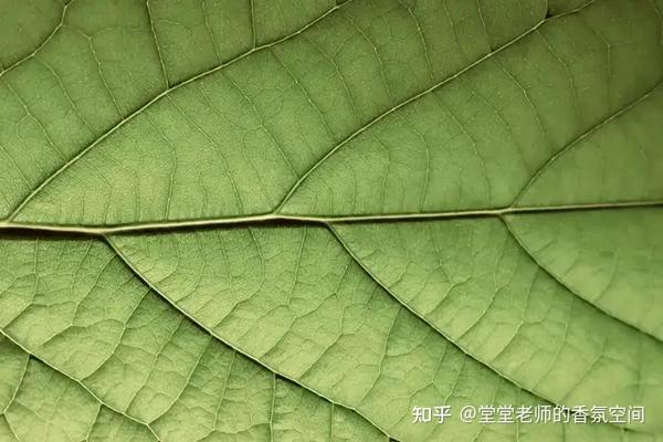 科学芳疗 | 芳疗师必备知识点:了解『植物的构造与新陈代谢』! - 知乎